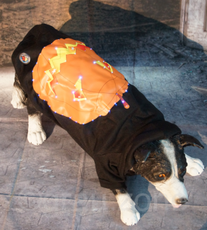 LED Hundepullover Halloween mit leuchtendem und blinkendem Kürbis