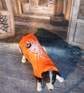 LED Hundebekleidung Hunde-Pullover Orange blinkende und leuchtende Hundemode mit Motiv Spinnennetz in den Größen S M L XL